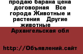 продаю барана цена договорная - Все города Животные и растения » Другие животные   . Архангельская обл.